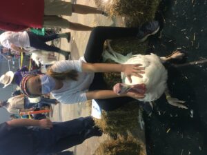 Cover photo for 2023 Youth Market Turkey Show