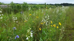 Image of a field with wildflowers