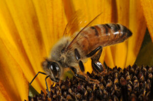 honey bee on flower