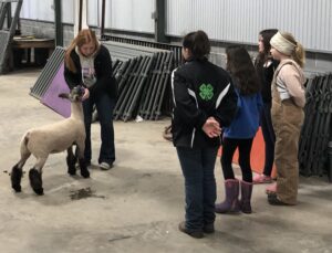 Cover photo for North Carolina 4-H Livestock School