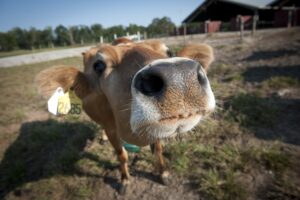 Cover photo for 2023 Summer Internship Opportunity With the Chatham County Center