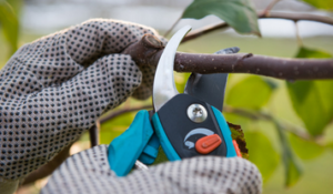 Cover photo for Fruit Tree and Blueberry Pruning Workshop