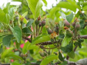 Cover photo for Webinar Series: Precision Apple Crop Load Management