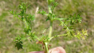 Lawn Burrweed, Sticker Weeds, How to get rid of sticker weeds, how to get rid of burrweed, getting rid of weeds in my yard, when is the best time to spray yard for weeds