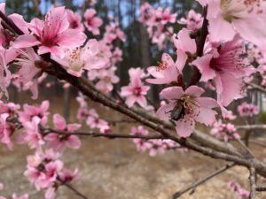 Cover photo for 2024 NC Peach Growers' Society Conference