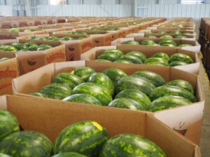 Cover photo for 2022 Triploid Standard Watermelon Cultigen Evaluation Study Is Now Available
