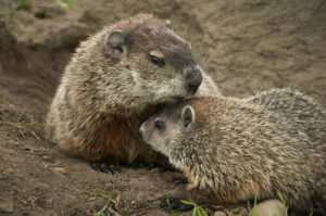 groundhog pair
