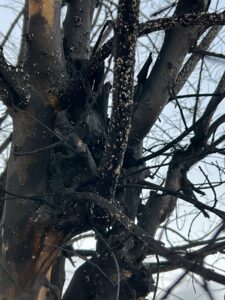 Crape Myrtle Bark Scale on infested tree