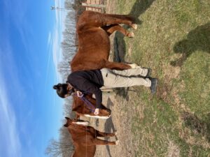 horse