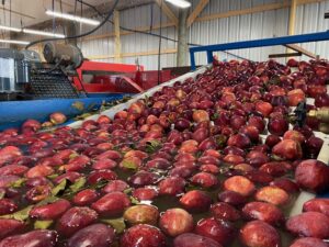 Cover photo for FDA Announces Changes to Harvest and Post-Harvest Ag Water: What Does This Mean for Apple Farms and Packing Houses?