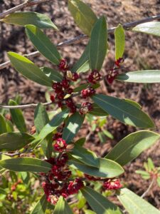 Cover photo for February 2023 Alamance Gardener