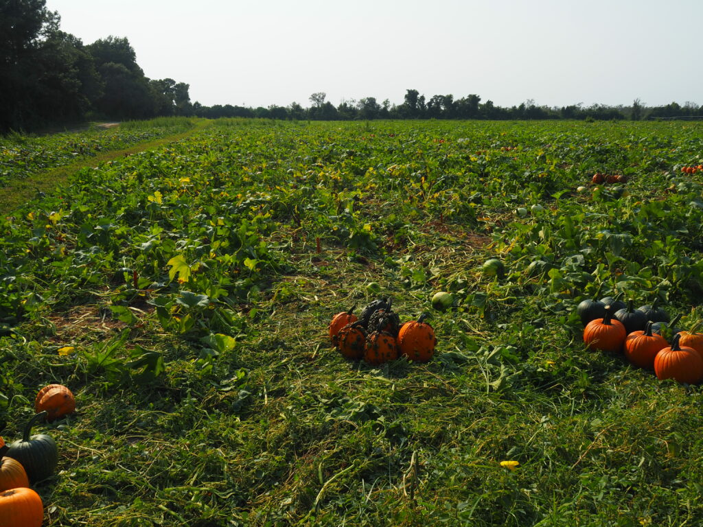 pumpkins in field