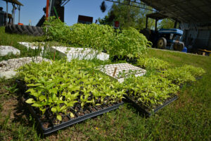 Cover photo for Indoor Seed Starting in the High Country