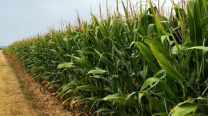 Cover photo for Corn Growers Association of North Carolina Notice of Referendum