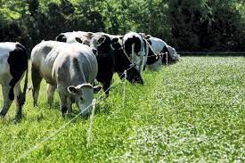 Cover photo for March 2023 | Livestock Newsletter