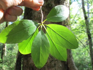Cover photo for Native Vine for Craven County Landscapes