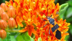 Cover photo for What is a Pollinator?