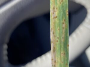 Cover photo for Scouting for Wheat Diseases