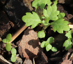 oval cotyledons, shallow lobed leaves