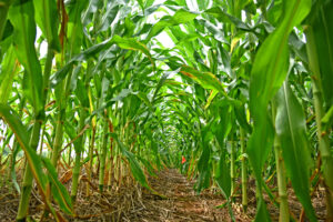 Cover photo for INPUT NEEDED: Help Frame the 2023 Chatham County Farmland Preservation Plan