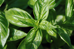 Sweet Basil