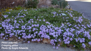 Purple creeping phlox