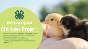 Cover photo for Pitt County 4-H Chicken Project