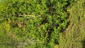 Nellie R. Stevens holly with dying limbs