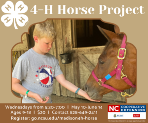 4-H horse project, horse with boy
