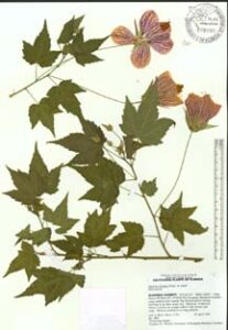 Cover photo for Making Pressed Plant Voucher Workshop