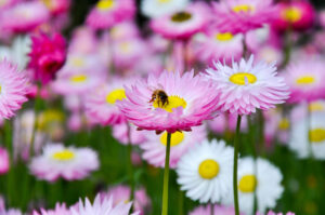 Cover photo for Introductory Beekeeping Class – March 23, 2024