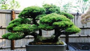 Large bonsai planted outside in a square pot