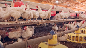 NC State Extension poultry help for egg producers