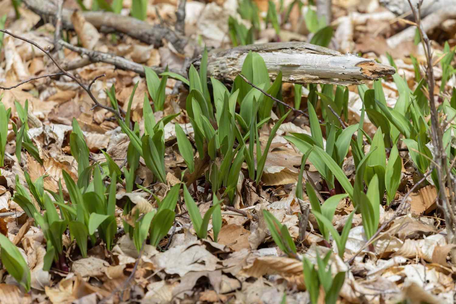 Eating Appalachian All About Ramps N.C. Cooperative Extension