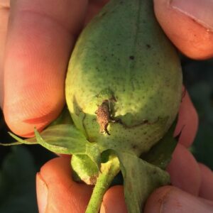 Cover photo for Excluding Boll Weevil Saves North Carolina Cotton Producers Money