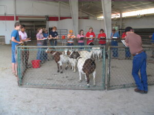 Cover photo for Advanced Livestock Judging Program