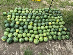 Cover photo for 2022 Triploid Mini Watermelon Cultigen Evaluation Studies Now Available