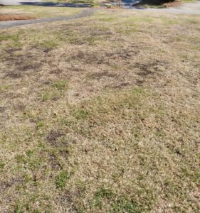 Cover photo for The Blues Brothers: Warm-Season Lawns in NC