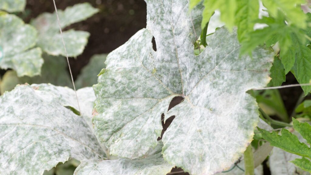Powdery Mildew N.C. Cooperative Extension