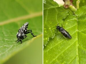 Two insects resting on leaves