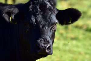 Cover photo for Cattle Fly Control