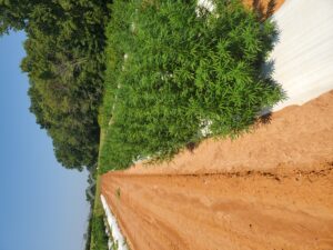 Cover photo for USDA Launches Hemp Farm Search Tool