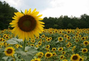 Sunflower field.