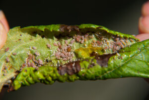 Rosy apple aphids in apple leaf