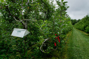 Insect trap in apple orchard