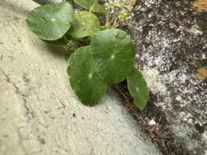 Cover photo for Weed ID- Dollarweed