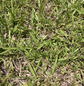 Cover photo for What Is Centipede Grass?