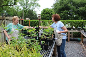 Two Forsyth County Extension Master Gardener volunteers set up for the annual plant sale. One is passing a plant pot over a table to the other.