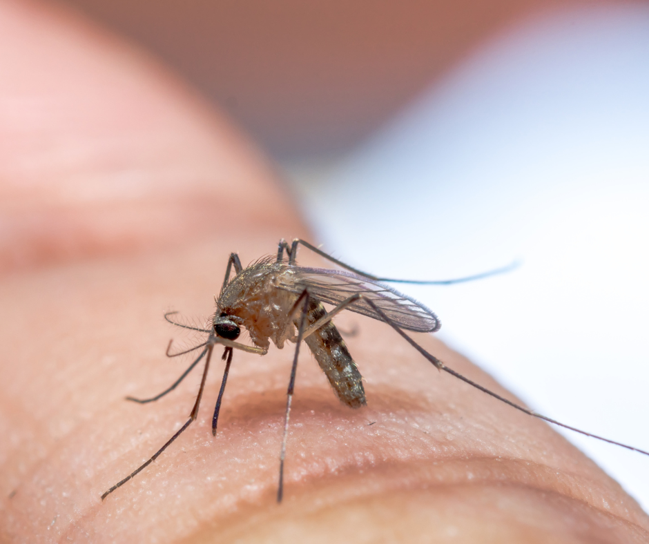 Pesky Mosquito Control N.C. Cooperative Extension
