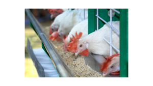 poultry farm